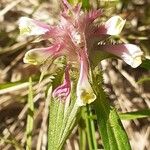 Melampyrum cristatum Квітка