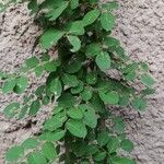 Phyllanthus reticulatus Leaf