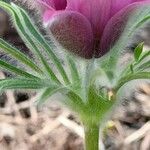 Anemone pulsatilla Flower