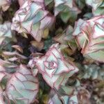 Crassula perforataDeilen