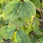 Philadelphus pubescensFoglia