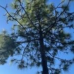 Pinus pinaster List