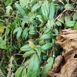 Aeschynanthus fulgens Foglia