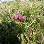 Vicia benghalensis Flower