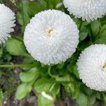 Bellis rotundifolia Flower