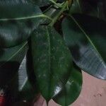 Ficus elastica Folha