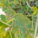 Cleome oxypetala Fuelha