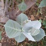 Calotropis procera Feuille