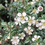 Cotoneaster microphyllus ফুল