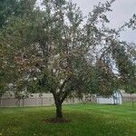 Malus pumila عادت داشتن