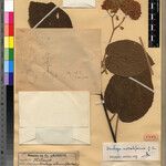 Dombeya modestiformis Otro