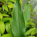 Siphonochilus kirkii Leaf