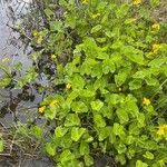 Caltha palustris عادت داشتن