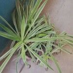 Chlorophytum comosumLeaf