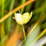 Utricularia subulata Blüte