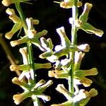 Pterocaulon virgatum Flors