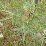 Lupinus angustifolius 葉