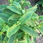 Asclepias purpurascens Leaf