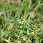 Polygonum plebeium Plante entière