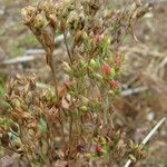 Centaurium pulchellum 果實