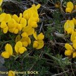 Cytisus ardoinoi Other