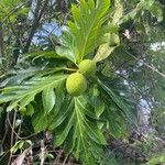 Artocarpus altilis Fruit