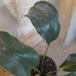 Eucharis amazonica Leaf