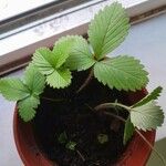 Fragaria vescaপাতা