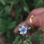 Cynoglossum lanceolatum പുഷ്പം