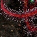 Drosera binata Leht