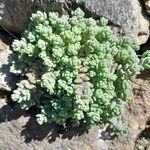 Sedum dasyphyllum Folha