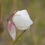 Calochortus albus Кветка