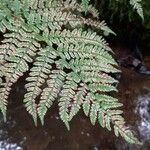 Dryopteris dilatata ഇല