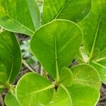 Clusia criuva Hoja