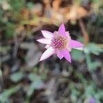 Xeranthemum inapertum Λουλούδι