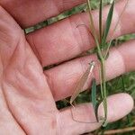 Lathyrus angulatus Fruit