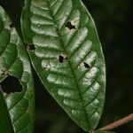 Vochysia tomentosa 葉