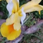 Iris orientalis ফুল