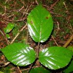 Rubus guentheri Leaf