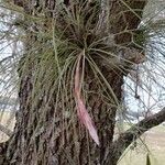 Tillandsia fasciculata Yaprak