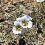 Calochortus gunnisonii Λουλούδι