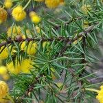 Acacia echinula Лист