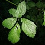 Rubus macrophyllus Blad