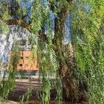 Schinus molle 形態