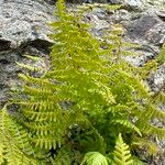 Woodsia ilvensis Leaf