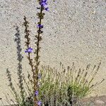 Campanula pyramidalis Συνήθη χαρακτηριστικά