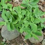 Hylotelephium spectabile Folha