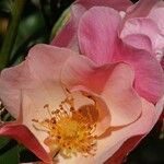 Rosa ferruginea Blüte
