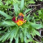 Erysimum × cheiri Floare