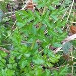 Oenanthe crocata 葉